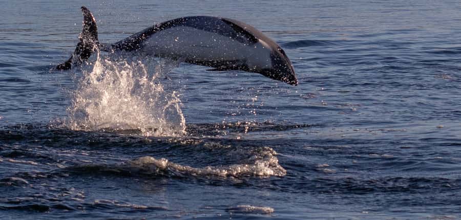 Punta Arenas: Dolphin & Wildlife Watching - Key points to know before booking