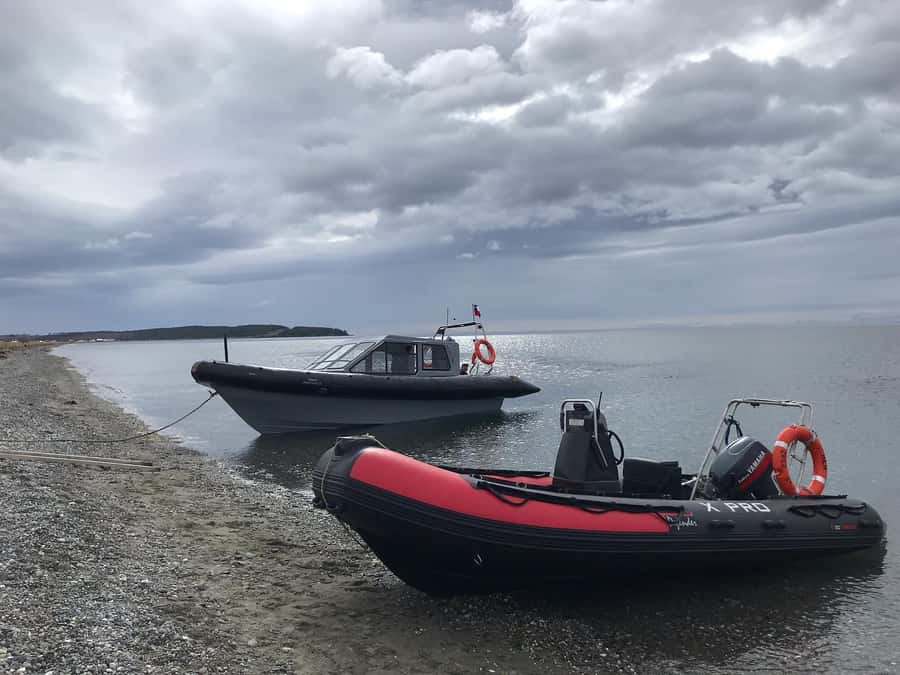 Punta Arenas: Dolphin & Wildlife Watching - Leaving Punta Arenas at 8 a.m.