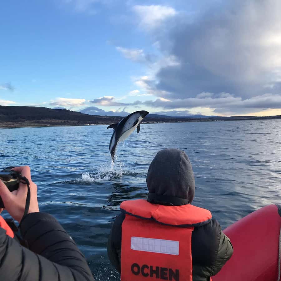 Punta Arenas: Dolphin & Wildlife Watching - Looking for southern dolphins near the coast