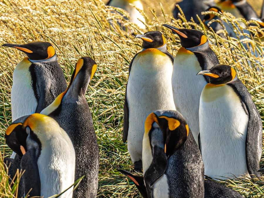 Punta Arenas: Full Day Tierra del Fuego & King Penguins - Five things to know before you go