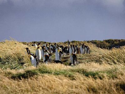 Full Day Tierra del Fuego & King Penguins
