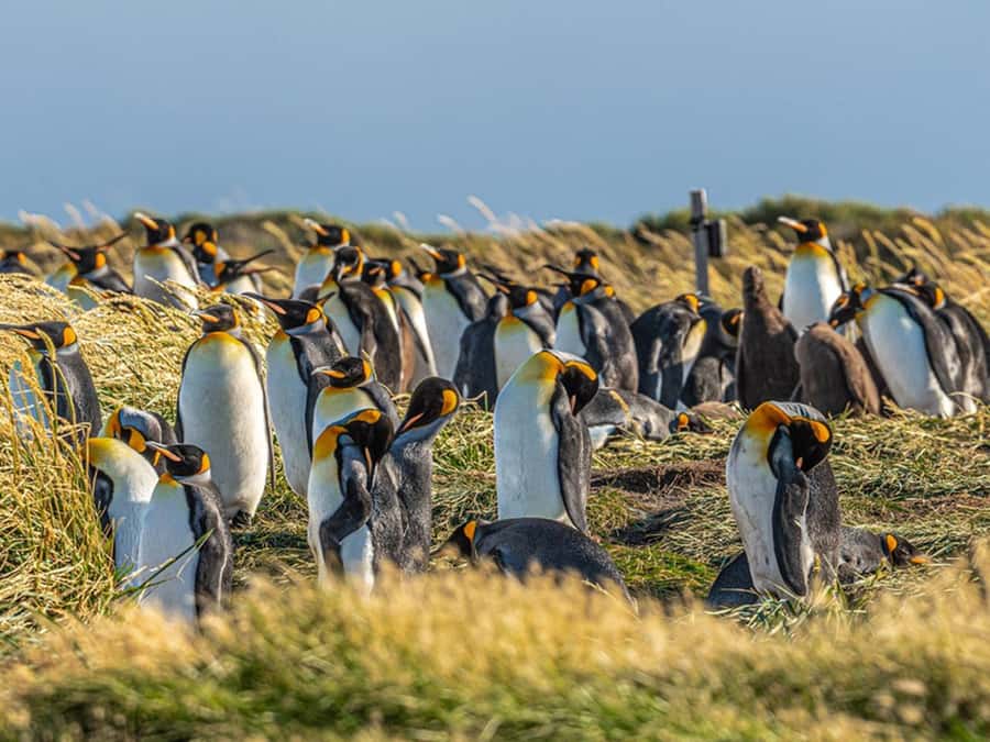 Punta Arenas: Full Day Tierra del Fuego & King Penguins - Who should book this day trip?