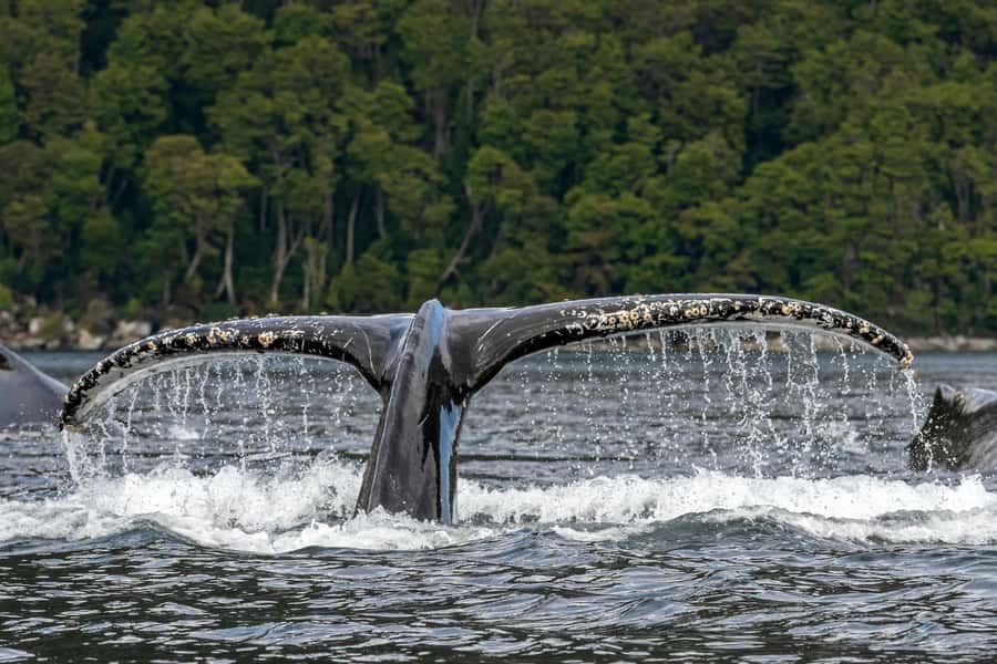 Punta Arenas: Full-Day Whales, Penguins, and Glaciers Tour - Key points before you book