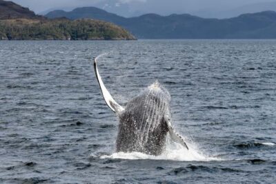 Full-Day Whales, Penguins, and Glaciers Tour