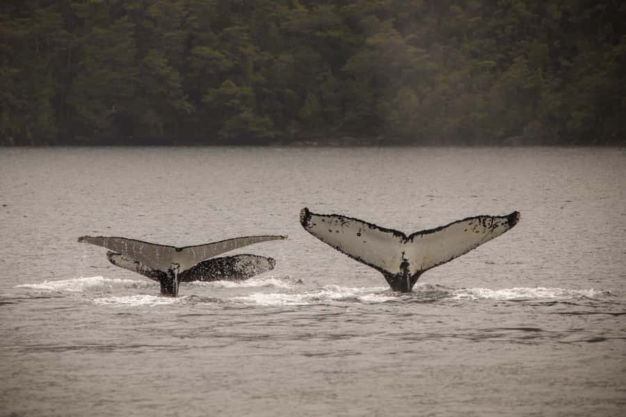 Punta Arenas: Full-Day Whales, Penguins, and Glaciers Tour - Cape Froward and the rough-water warning