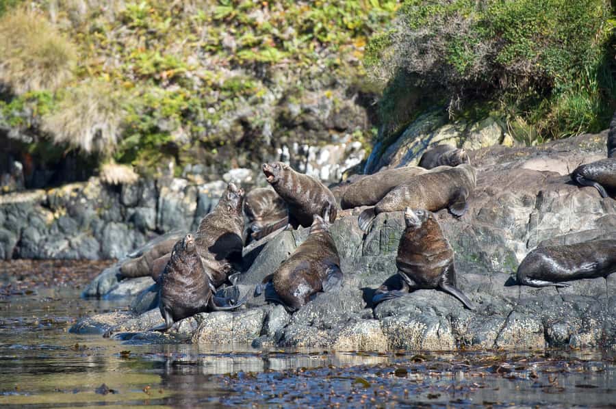 Punta Arenas: Full-Day Whales, Penguins, and Glaciers Tour - Penguins, sea lions, and the smaller encounters