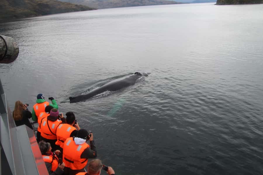 Punta Arenas: Full-Day Whales, Penguins, and Glaciers Tour - Glaciers and waterfalls near the southern end