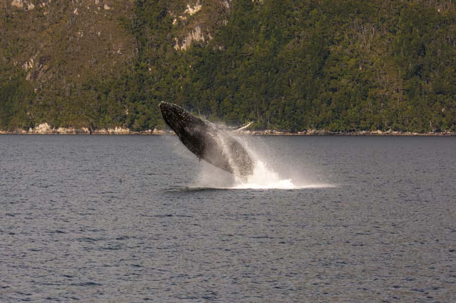 Punta Arenas: Full-Day Whales, Penguins, and Glaciers Tour - Food, drinks, and staying comfortable