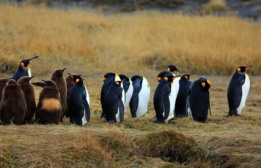 Punta Arenas: King Penguin Park and Tierra del Fuego Trip - Returning across the water