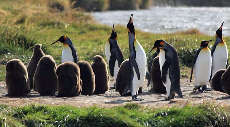 Punta Arenas: King Penguin Park and Tierra del Fuego Trip - Why the long route can be worth it