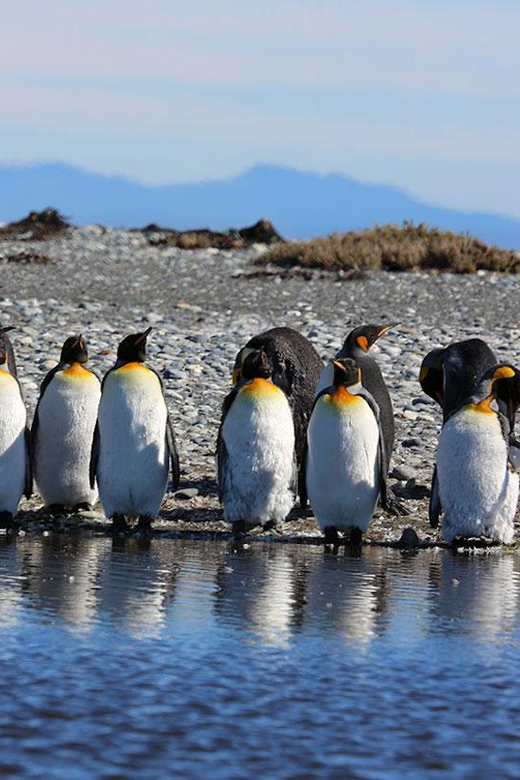 Punta Arenas: King Penguin Park and Tierra del Fuego Trip - Meeting the king penguins at the park