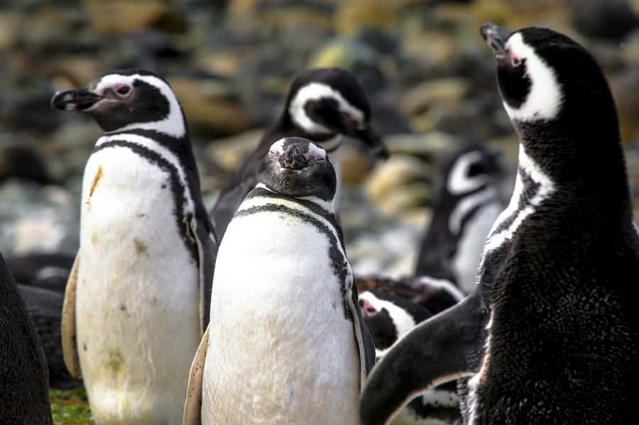 Punta Arenas: Magdalena Island Navigation & Penguin Walk - Key points to know before booking