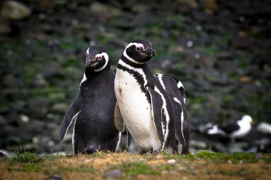 Punta Arenas: Magdalena Island Navigation & Penguin Walk - Why Magdalena Island is worth the trip