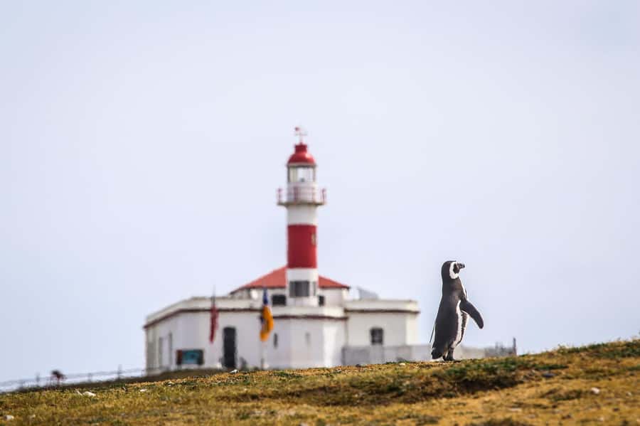 Punta Arenas: Magdalena Island Navigation & Penguin Walk - Landing on the island and meeting the penguins
