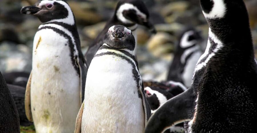 Punta Arenas: Magdalena Island Navigation & Penguin Walk - Three departure times, three different planning choices