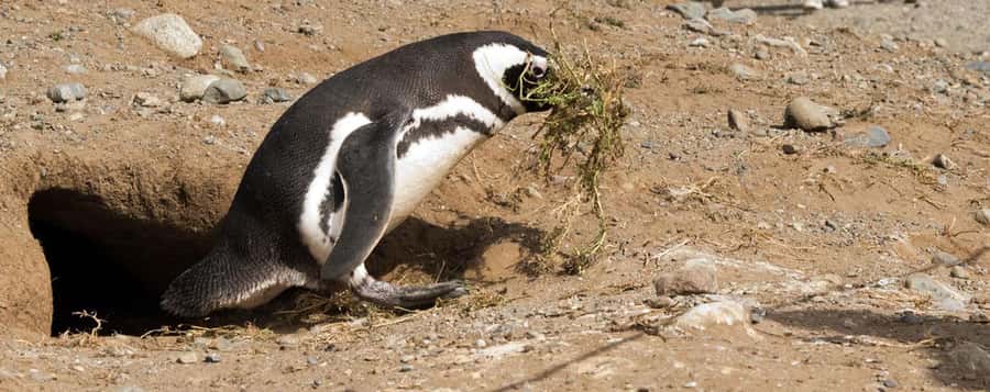 Punta Arenas: Magdalena Island Navigation & Penguin Walk - Practical advice for a better day