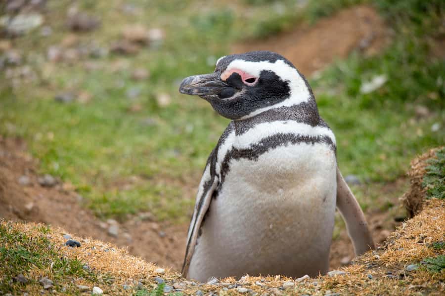 Punta Arenas: Magdalena Island Navigation & Penguin Walk - Should you book the Magdalena Island penguin walk?