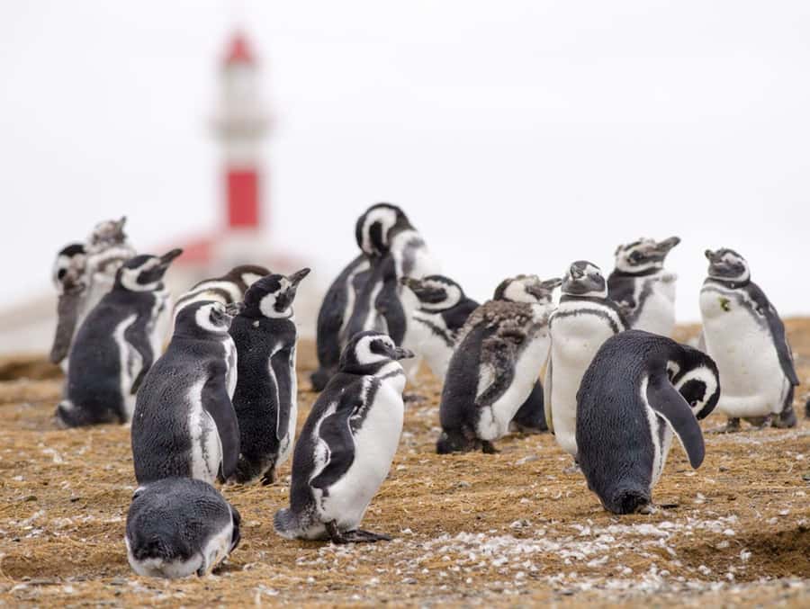 Punta Arenas: Walk with Penguins on Magdalena & Marta Island - Five things to know before you book
