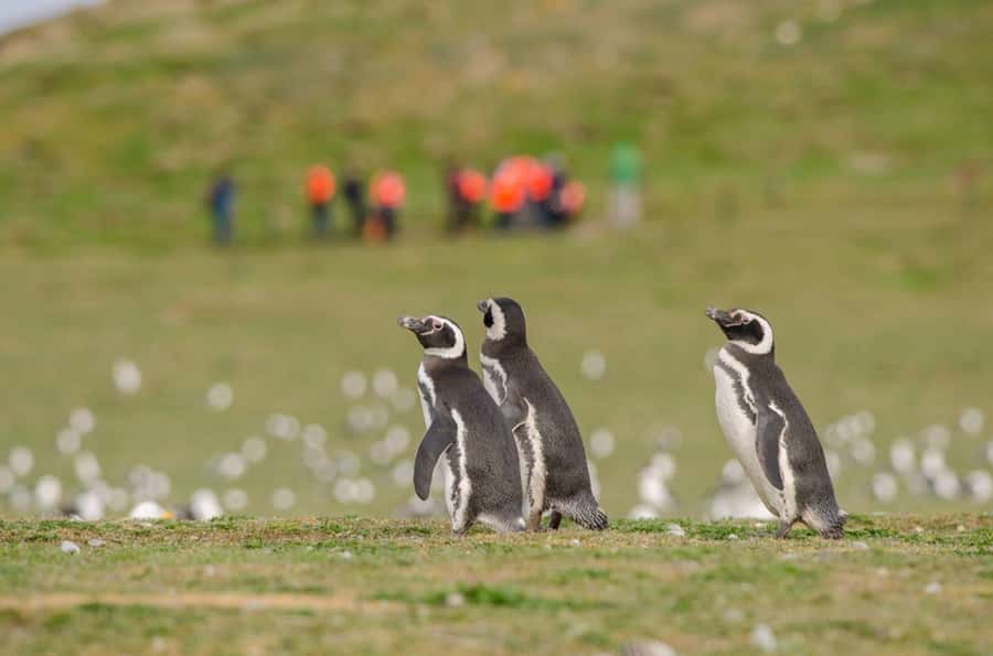 Punta Arenas: Walk with Penguins on Magdalena & Marta Island - Why Magdalena Island is worth the early start