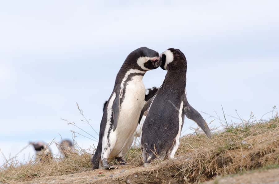 Punta Arenas: Walk with Penguins on Magdalena & Marta Island - Marta Island and the sea lions