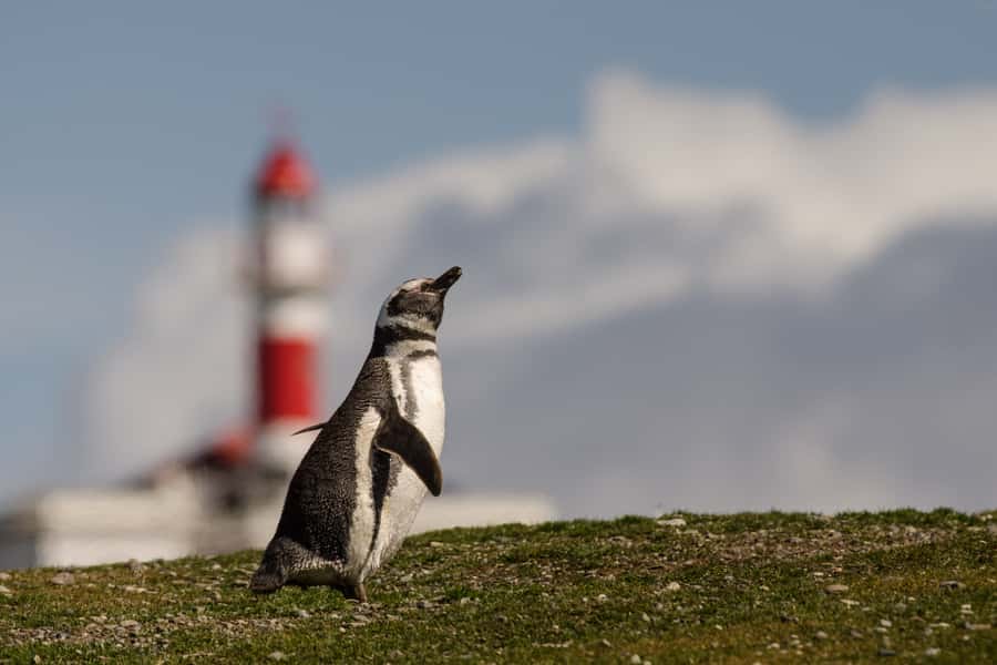 Punta Arenas: Walk with Penguins on Magdalena & Marta Island - Dolphins, whales, and other wildlife