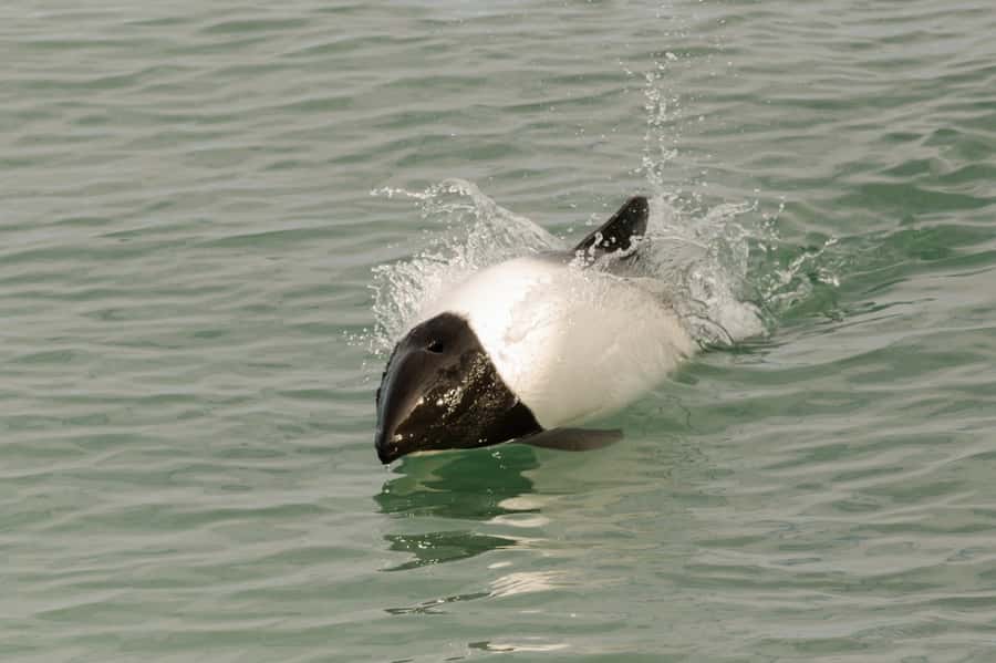 Punta Arenas: Walk with Penguins on Magdalena & Marta Island - Weather, clothing, and the rough-water question