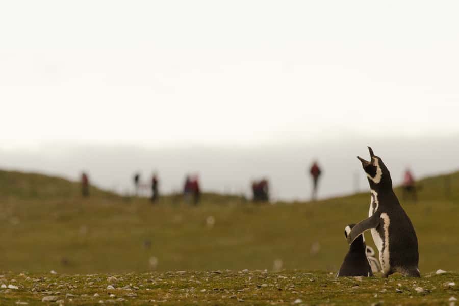 Punta Arenas: Walk with Penguins on Magdalena & Marta Island - Who should book this wildlife trip?