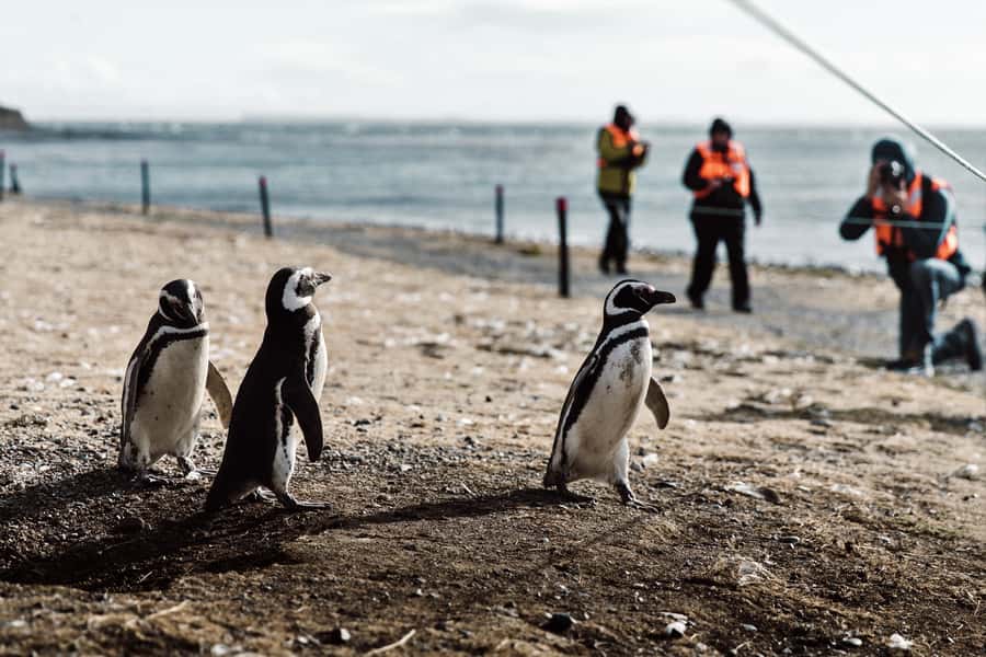 Punta Arenas: Walk with Penguins on Magdalena & Marta Island - A guided walk, not just a photo stop