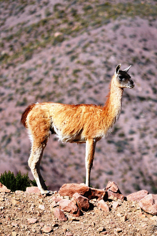 Rainbow Valley from San Pedro de Atacama - How the $55 price measures up