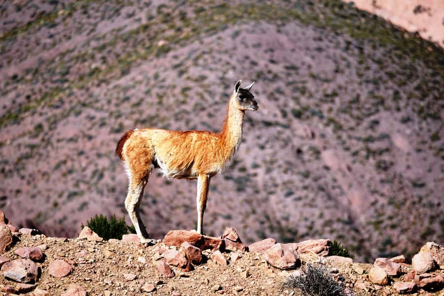 Rainbow Valley from San Pedro de Atacama - The one-hour van ride from San Pedro