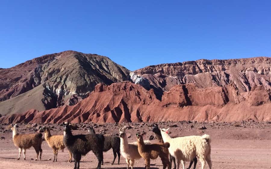 Rainbow Valley Tour + Petroglyphs (Yerbas Buenas) - Why Rainbow Valley makes a good half-day trip