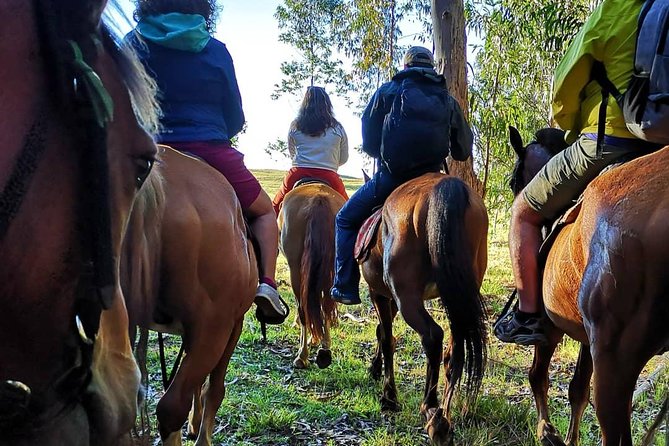 Ride to the highest point on the island for sunset - Riding through the eucalyptus forest