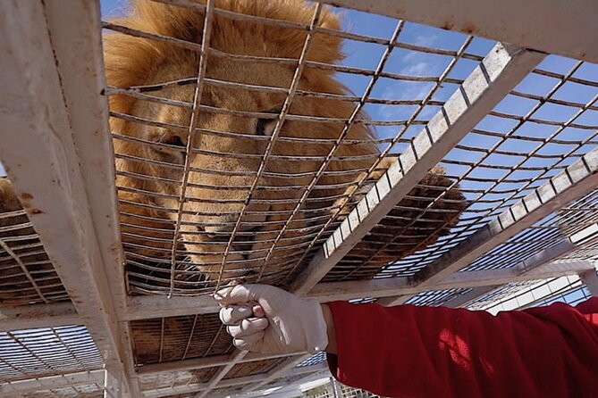 Safari Park - A closer look at rescued animals
