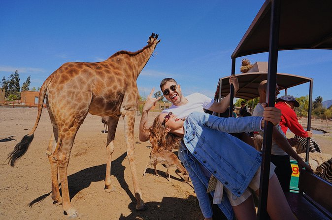Safari Park - Feeding giraffes, deer, llamas, and more