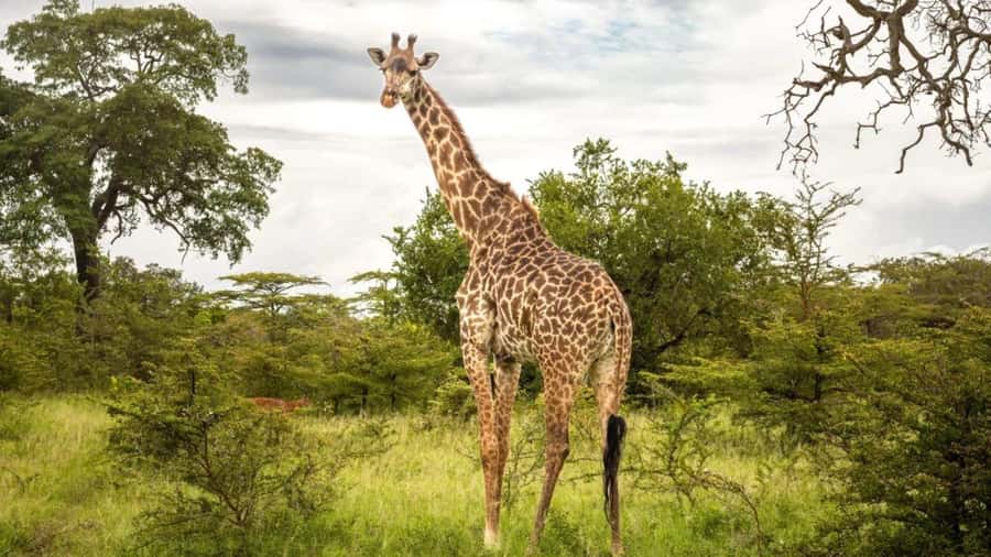 SAFARI PARK-TOUR RANCAGUA : CHILE - Five things to know before you go
