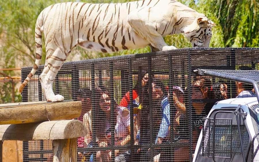 SAFARI PARK-TOUR RANCAGUA : CHILE - A nine-hour day from hotel pickup to return