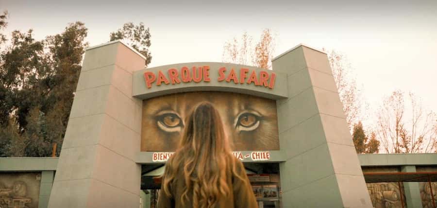 SAFARI PARK-TOUR RANCAGUA : CHILE - The feline visit: lions, tigers, and a closer look