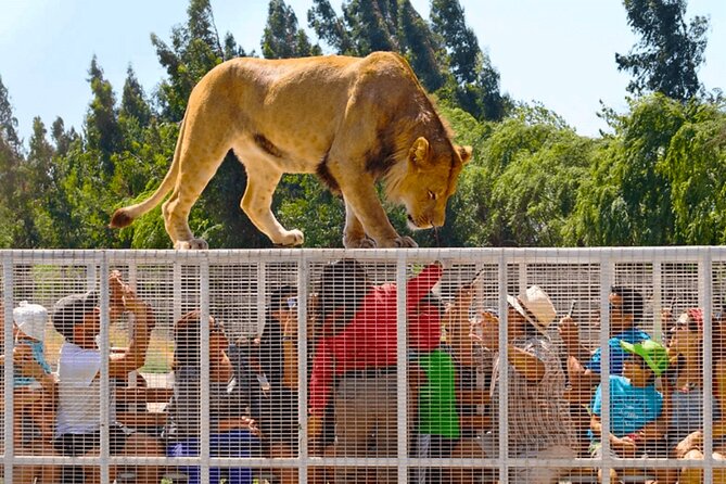 Safari Park, Wild Experience - Key points at a glance
