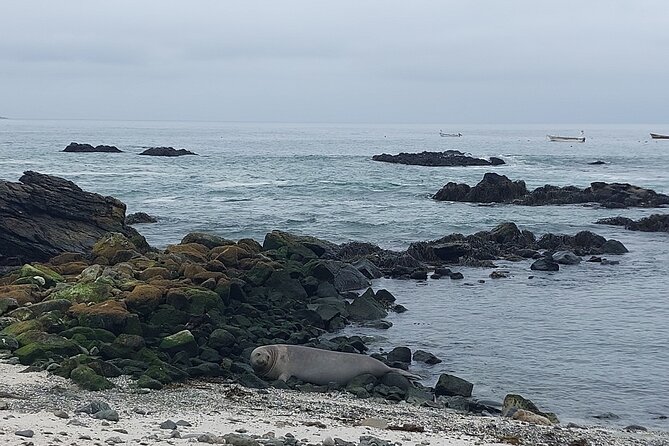 Sailing and Hiking Isla Damas : Humboldt Penguin Reserve - Punta Choros and the working fishing harbor