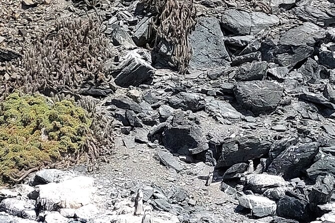 Sailing and Hiking Isla Damas : Humboldt Penguin Reserve - The boat ride through Choros Island waters