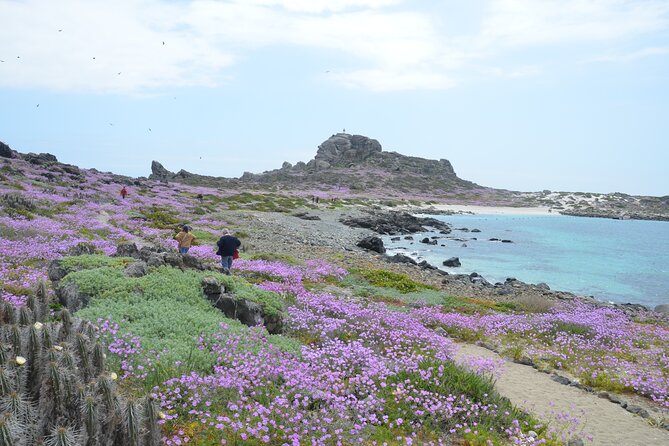 Sailing and Hiking Isla Damas : Humboldt Penguin Reserve - The return to La Serena