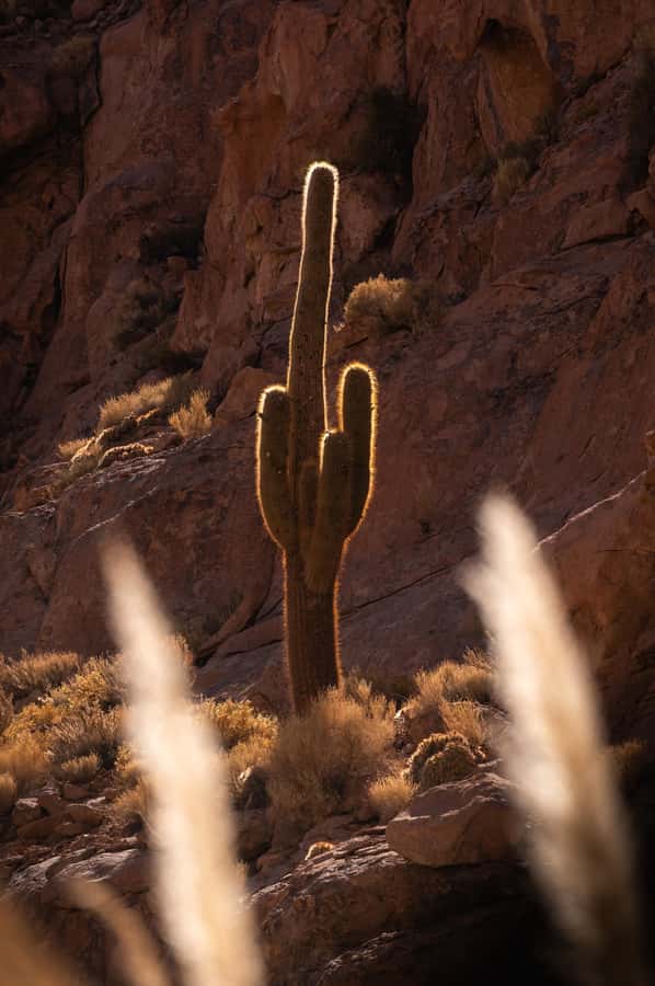 San Pedro de Atacama: Canyon Swimming Pools Trekking Trip - What the guide adds to the day