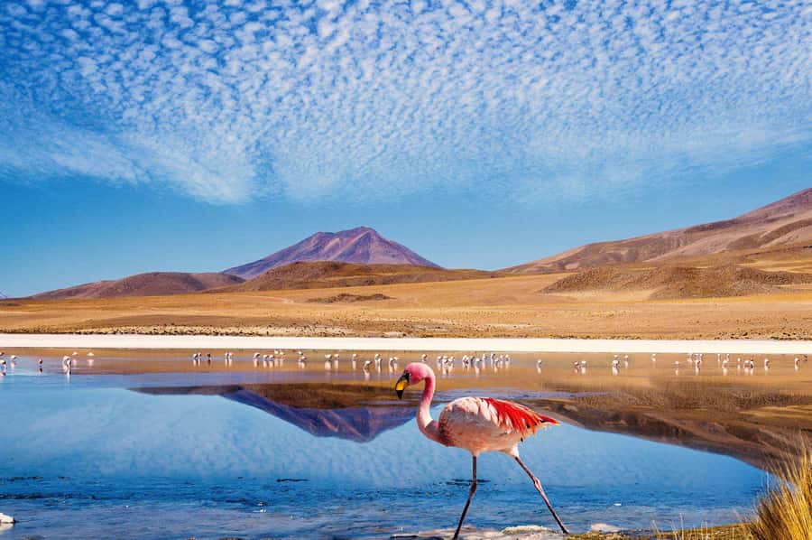 San Pedro de Atacama Day Trip: Atacama Desert and Salt Flats - Quepiacó River and Desert Life