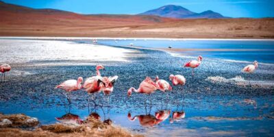 San Pedro de Atacama Day Trip: Atacama Desert and Salt Flats