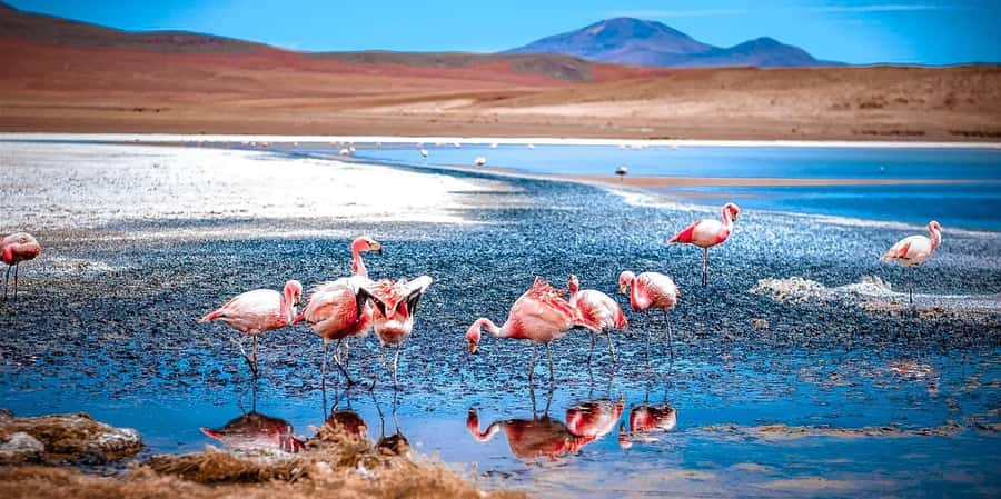 San Pedro de Atacama Day Trip: Atacama Desert and Salt Flats - Breakfast Beneath Lickancabur Volcano