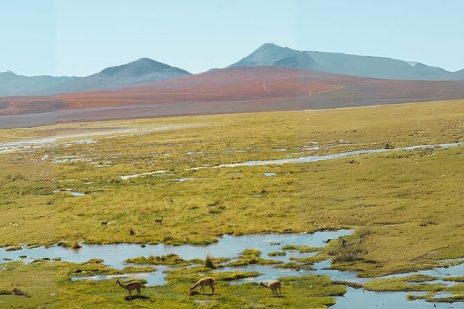 San Pedro de Atacama: Excursion to the Tatio Geysers - Walking among 80 geysers in the national park