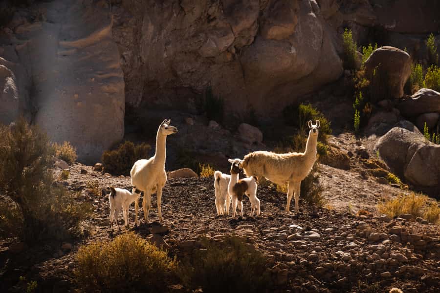 San Pedro de Atacama: Rainbow Valley & Hierbas Buenas Tour - Key points at a glance