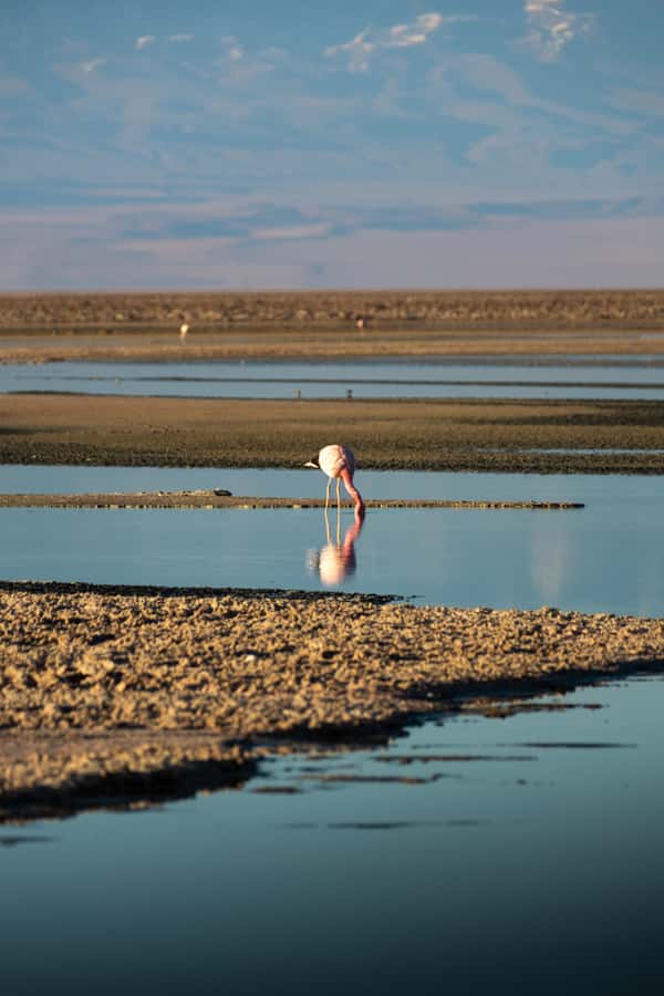 San Pedro de Atacama: Red Rocks & Altiplano Lagoons Day Trip - Key points to know before booking