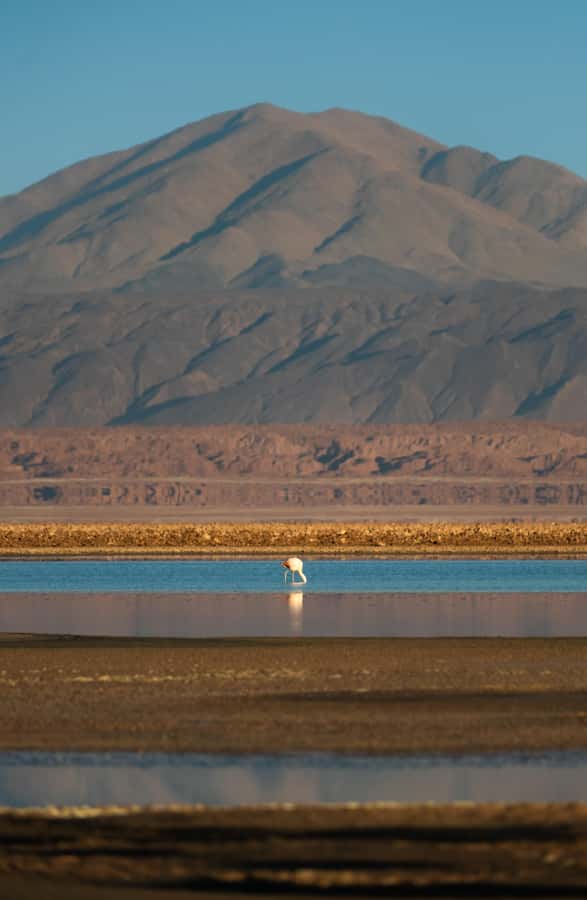 San Pedro de Atacama: Red Rocks & Altiplano Lagoons Day Trip - The Tropic of Capricorn and the desert’s open scale