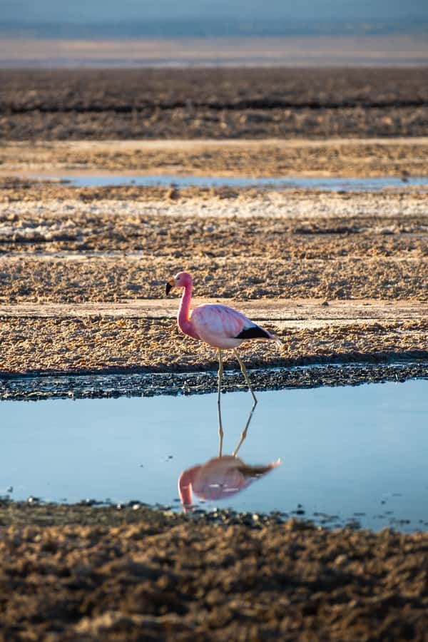 San Pedro de Atacama: Red Rocks & Altiplano Lagoons Day Trip - Lunch, then the Miscanti and Miñiques lagoons